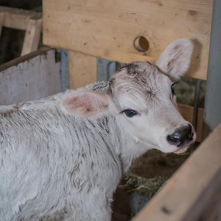 Bauernhof Farnach Lejlighed Andelsbuch Eksteriør billede