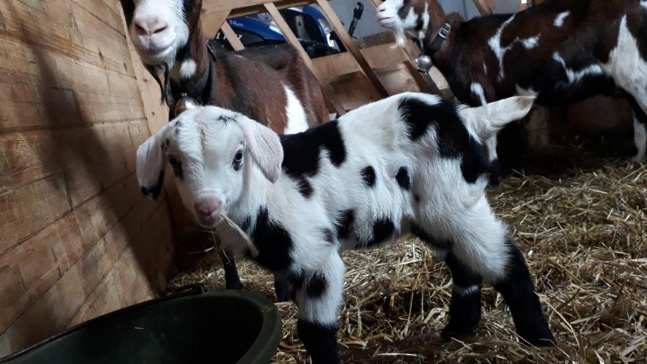 Bauernhof Farnach Lejlighed Andelsbuch Eksteriør billede