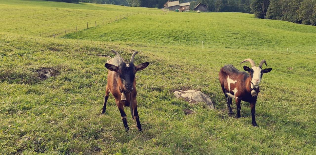 Bauernhof Farnach Lejlighed Andelsbuch Eksteriør billede